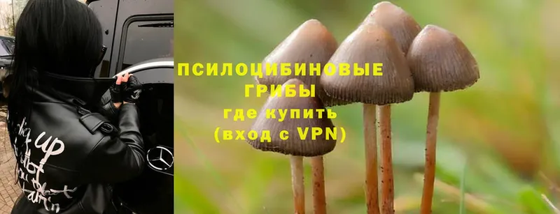 Галлюциногенные грибы Cubensis  продажа наркотиков  Бабушкин 